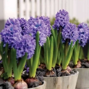 Mor Sensation Yoğun Kokulu Sümbül Soğanı 3 Adet