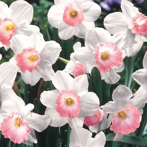 Özel Çeşit Pink Charm Nergis Çiçeği Soğanı 5'li