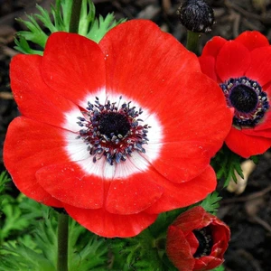 Red Hollandia Kırmızı Renkli Anemon Çiçeği Soğanı 5'li