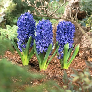 Hyacinthus Blue Pearl Sümbül Soğanı 3 Adet
