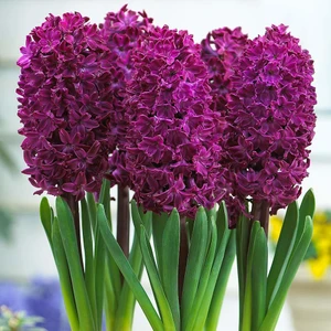 Hyacinthus Woodstock Sümbül Soğanı 3 Adet