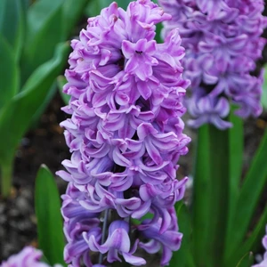 Hyacinthus Splendid Cornelia Sümbül Soğanı 3 Adet