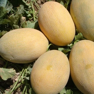 Ananas Kavun Tohum 10 gr
