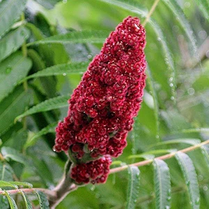 Doğal Sumak Tohum 20 Tohum