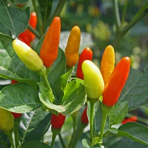 Doğal Tabasco Acı Biber Tohum 20 Tohum