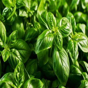 Iri Yapraklı Genovese Fesleğen Tohum 250 Tohum