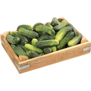 Kornişon Turşuluk Tohum 25 Tohum