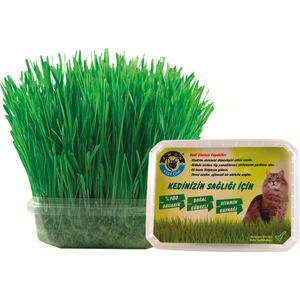 Amon Organik Kedi Çimi (Koruma Fileli)