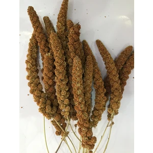 Doğal Kızıl Daldarı - 150 gr