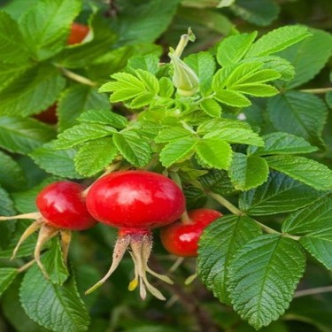 baktar hollanda tipi rosa rugoso kusburnu tohum 20 tohum fiyati