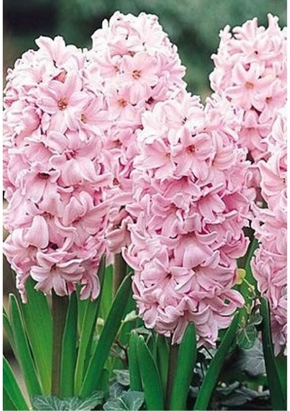 Pembe Sümbül Soğanı (5 Adet)