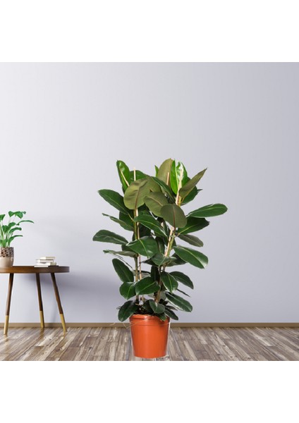 Kauçuk Çiçeği 2'li 100 cm Ficus Elastica