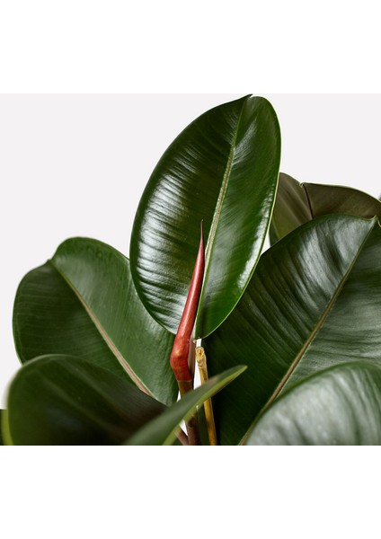 Kauçuk Çiçeği 2'li 100 cm Ficus Elastica fiyatları