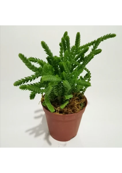 Kaktüs-Sukulent Crassula Muscosa-Prenses Çamı