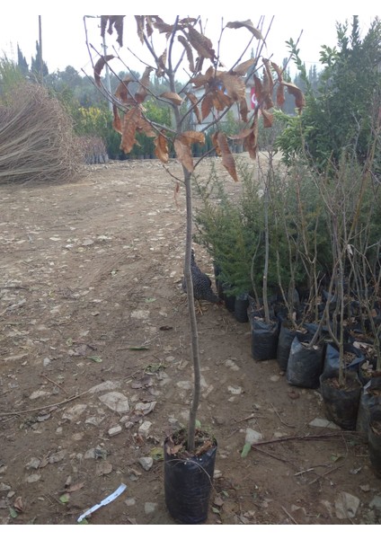 Kestane Fidanı