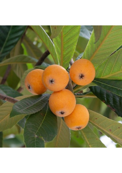 Aşılı Geleneksel Çukurgöbek Malta Eriği Yeni Dünya Fidanı