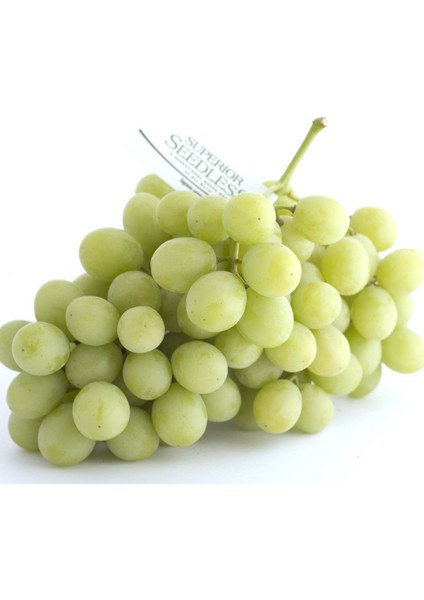 Çekirdeksiz Superior Seedless Üzüm Asma-Bağ Fidanı