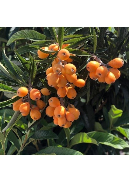 Geleneksel Çukurgöbek Malta Eriği Yeni Dünya Fidanı