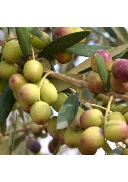 İspanyol Bodur Arbequina Zeytin Fidanı 2 Yaş