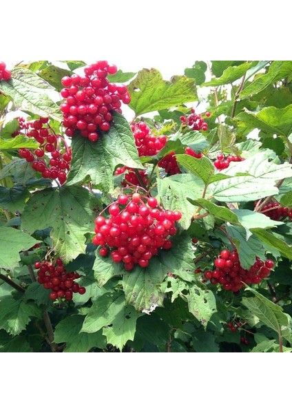 Nadir Bulunan Aromatik Gilaboru Girebolu Fidanı