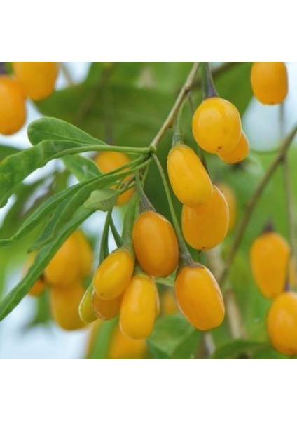 Özel Çeşit Amber Sweet Altuni Sarı Goji Berry Fidanı
