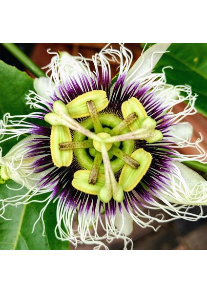 Passiflora Edulis Maruçya Fidanı