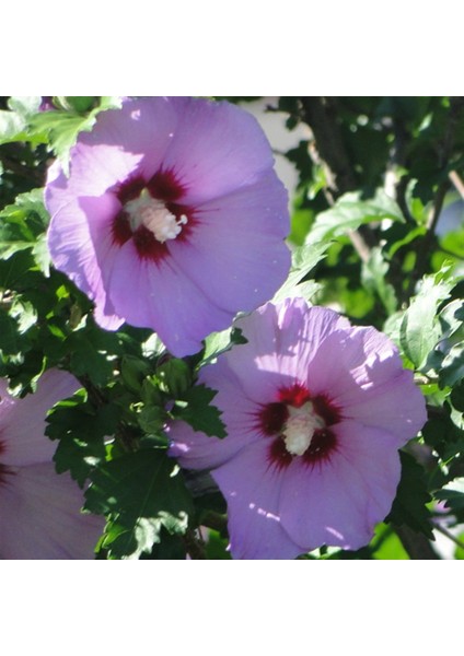 Tüplü Çit Hatmi Fidanı Hibiscus syriacus