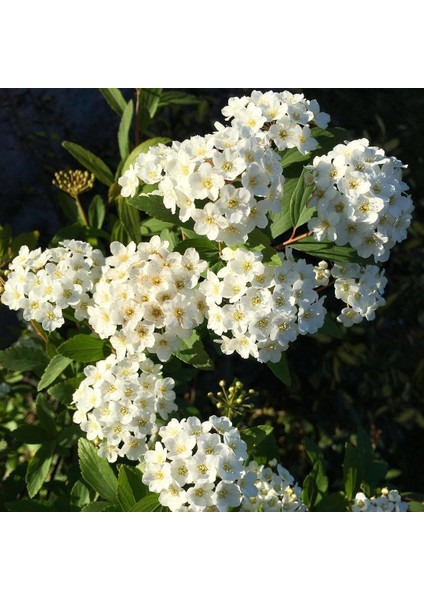 Tüplü Keçi Sakalı Spirea-İspirya Fidanı