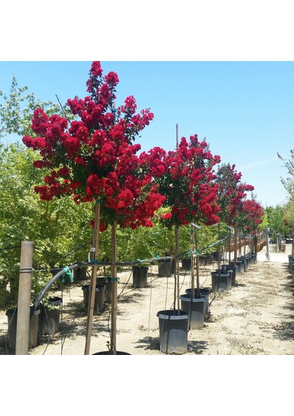 Tüplü Kırmızı Renkli Oya Ağacı Fidanı