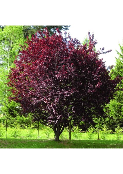 Tüplü Kırmızı Yapraklı Süs Eriği Prunus Nigra Fidanı