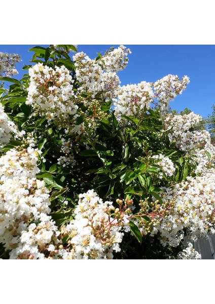 Tüplü Lagerstromia İndica Beyaz Renkli Oya Ağacı Fidanı 60-120 cm