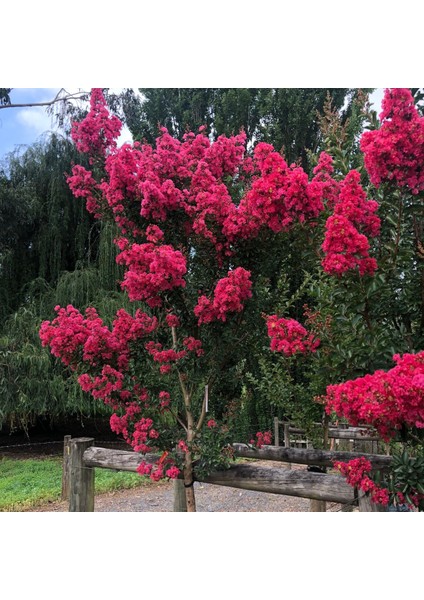 Tüplü Pembe Renkli Hoş Kokulu Oya Ağacı Fidanı 80-120 cm