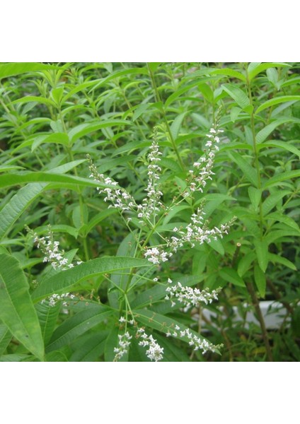 Tüplü Yoğun Kokulu Aloysia Triphylla Limon Otu Çiçeği Fidanı