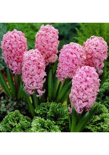 Hyacinthus Anna Marie Sümbül Soğanı 3 Adet