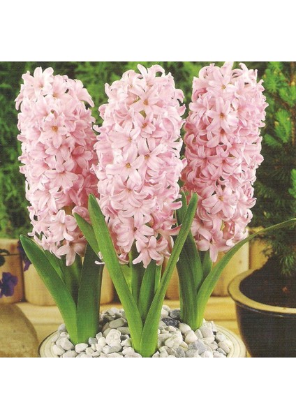 Hyacinthus Fondant Şeker Pembesi Sümbül Soğanı 3 Adet