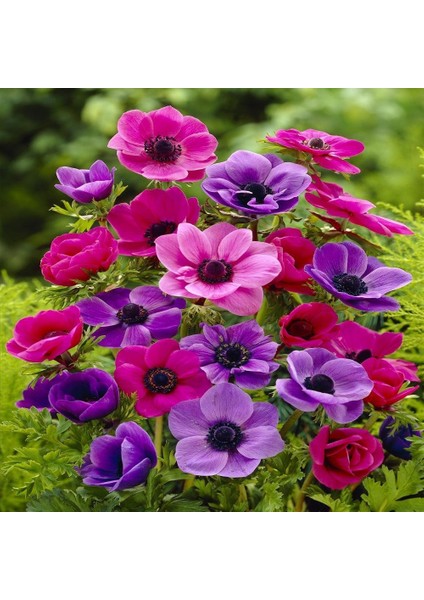 Coronaria St. Brigid Mix Karışık Anemon Çiçeği Soğanı 5'li