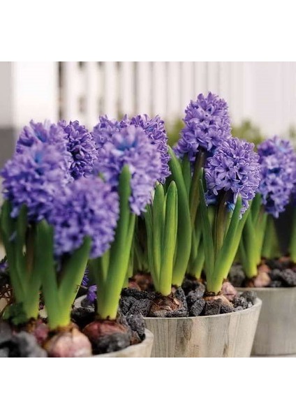 Mor Sensation Yoğun Kokulu Sümbül Soğanı 3 Adet