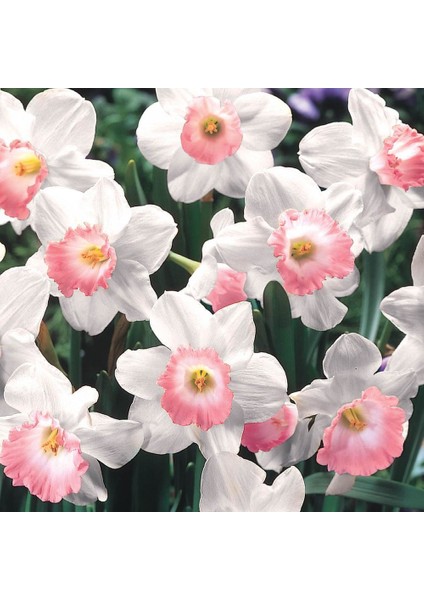 Özel Çeşit Pink Charm Nergis Çiçeği Soğanı 5'li