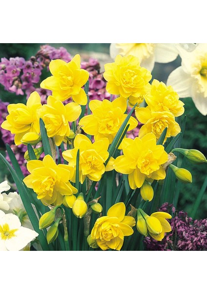 Golden Ducat Altın Sarı Renkli Nergis Çiçeği Soğanı 5'li