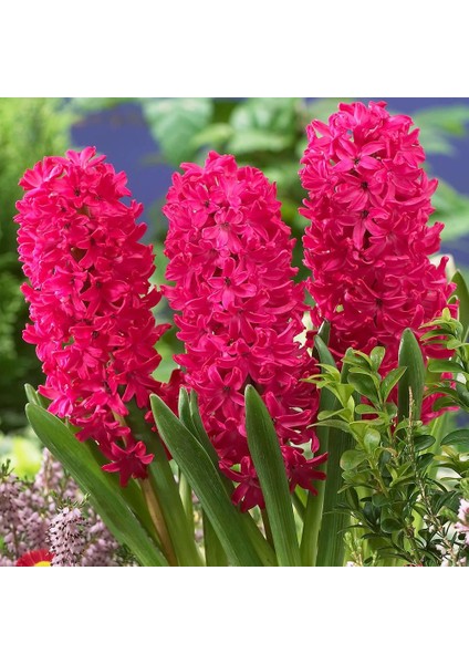Hyacinthus Jan Boss Sümbül Soğanı 3 Adet