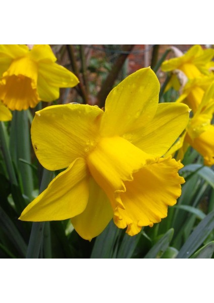 St Kevern Sarı Renkli Nergis Çiçeği Soğanı 5'li