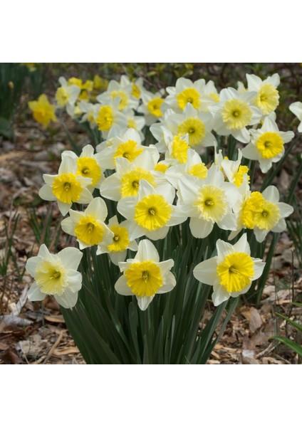 Ice Folies Sarı Beyaz Nergis Çiçeği Soğanı 5'li