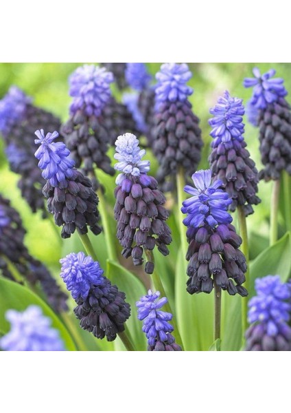 Muscari Latifolium Üzüm Sümbülü Soğanı 10'lu