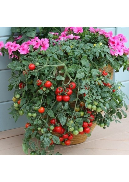 Bol Dökümlü Riesentraube Domates Tohum 20 Tohum