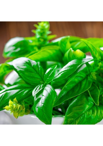 Dik Gelişen Limon Fesleğen Tohum 100 Tohum