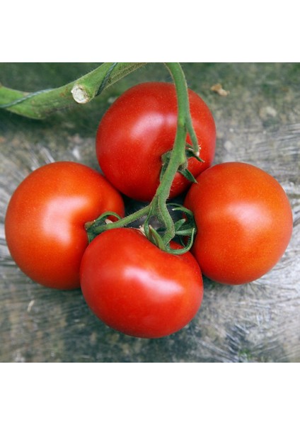 Doğal Manitabo Domates Tohum 20 Tohum