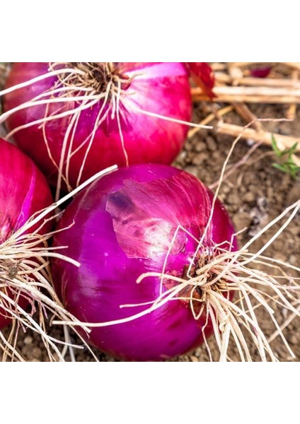 Doğal Red grano Soğan Tohum 50 Tohum
