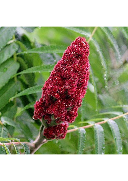 Doğal Sumak Tohum 20 Tohum