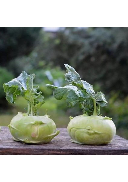 Doğal Yeşil Kohlrabi Alabaş Tohum 20 Tohum