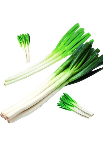 Doğal Yeşil Soğan Tohum 20 Tohum